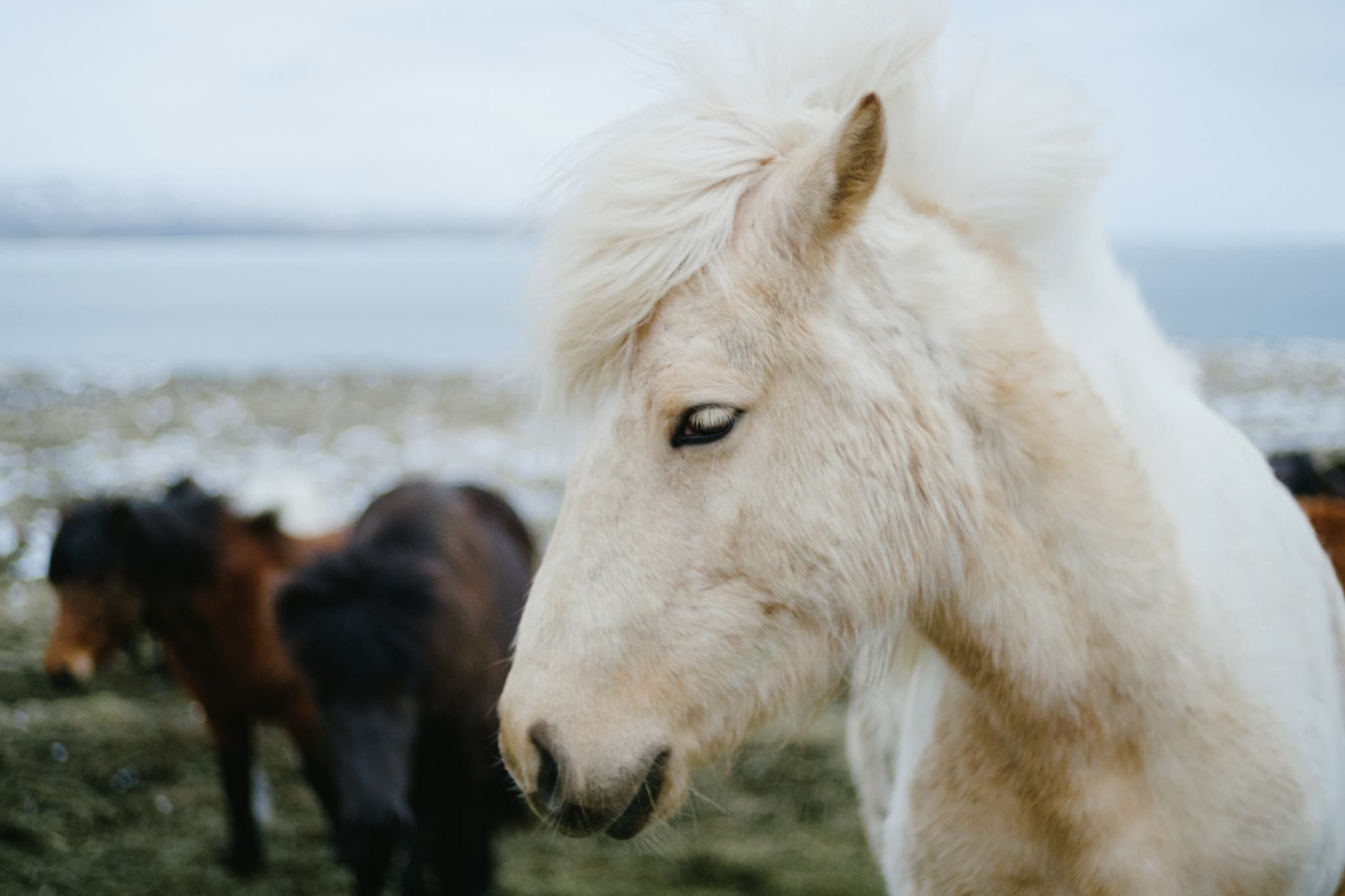 Iceland